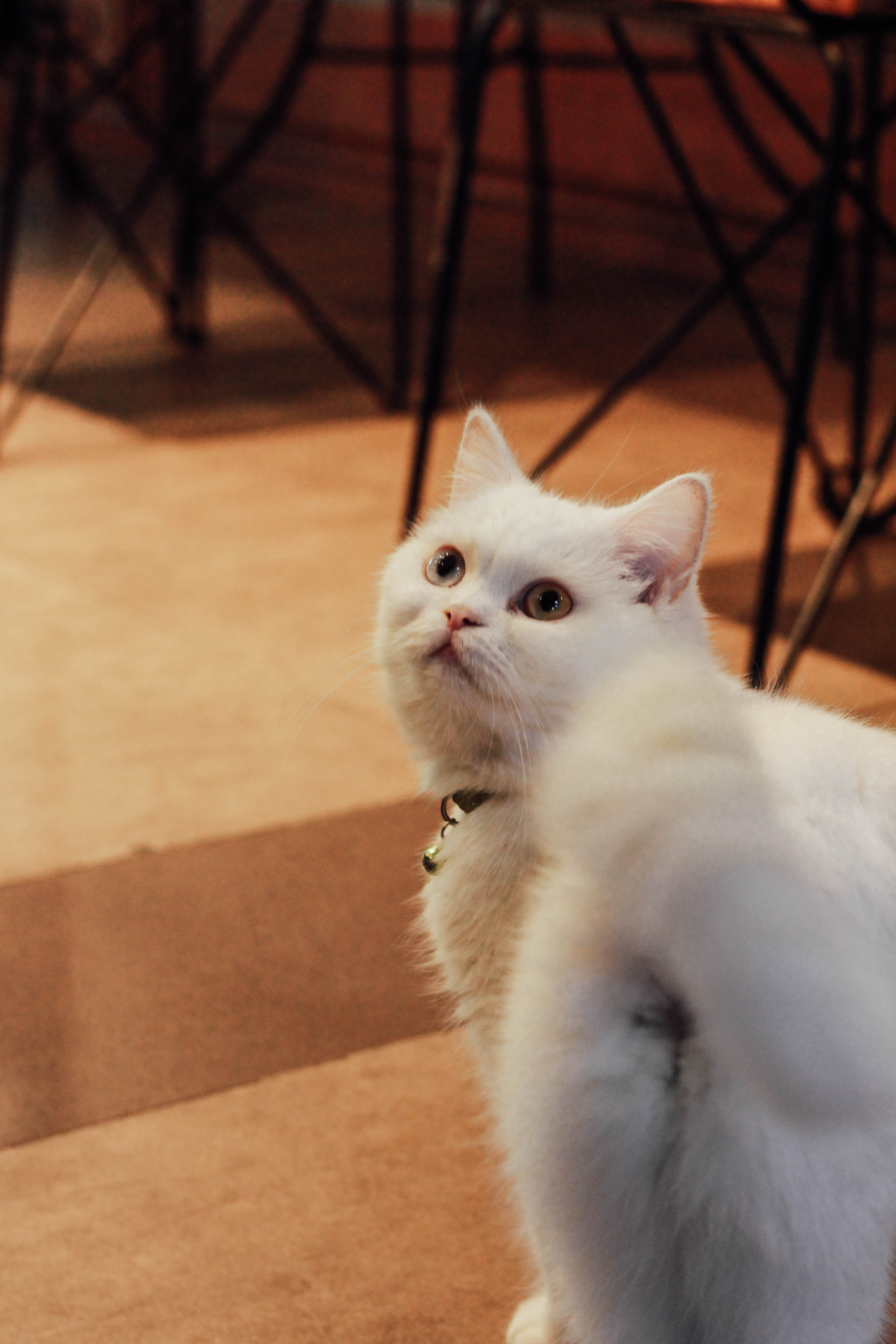 รีวิวร้าน The Animal Cafe คาเฟ่สัตว์ย่านพระราม 3