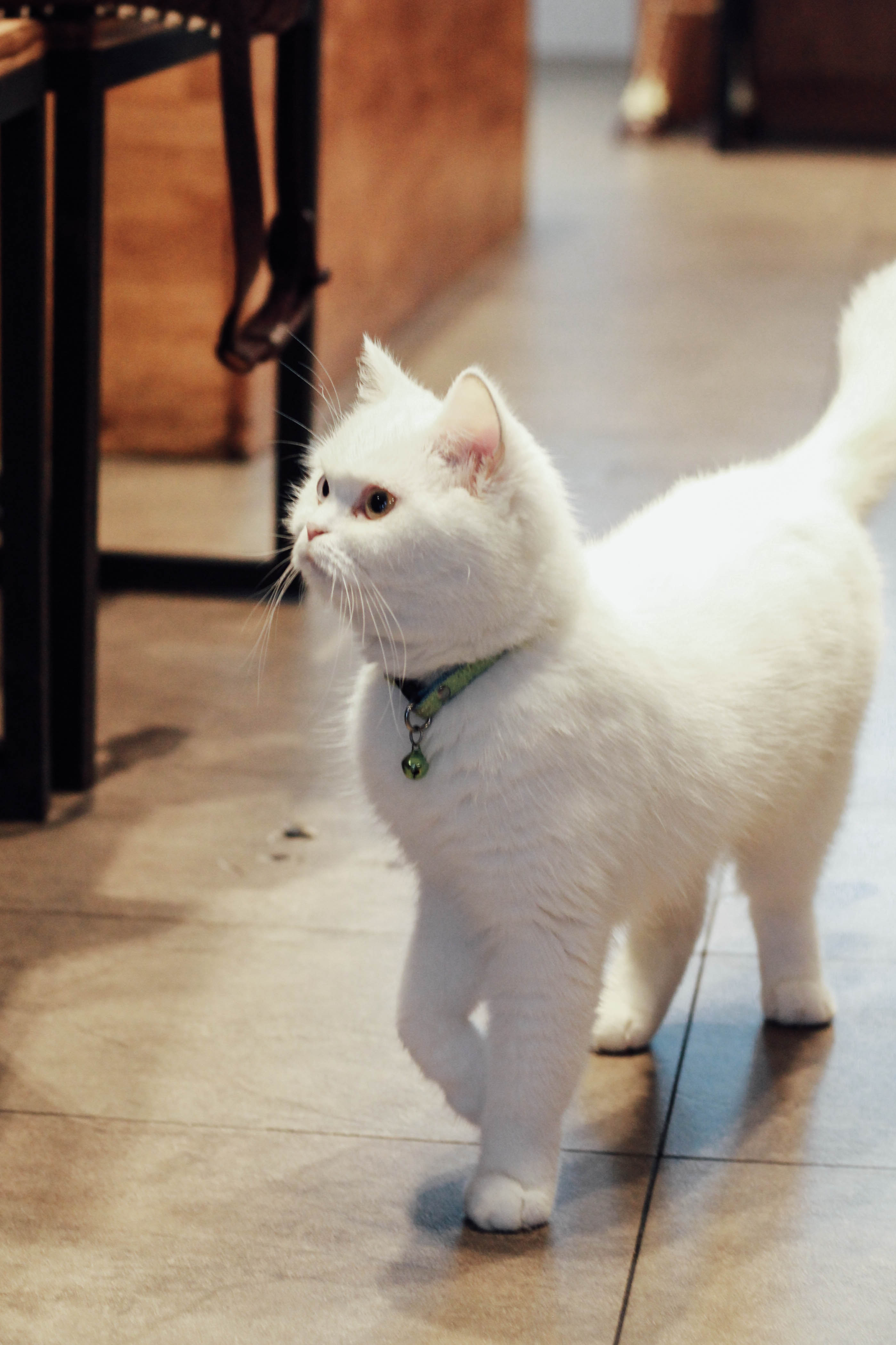 รีวิวร้าน The Animal Cafe คาเฟ่สัตว์ย่านพระราม 3