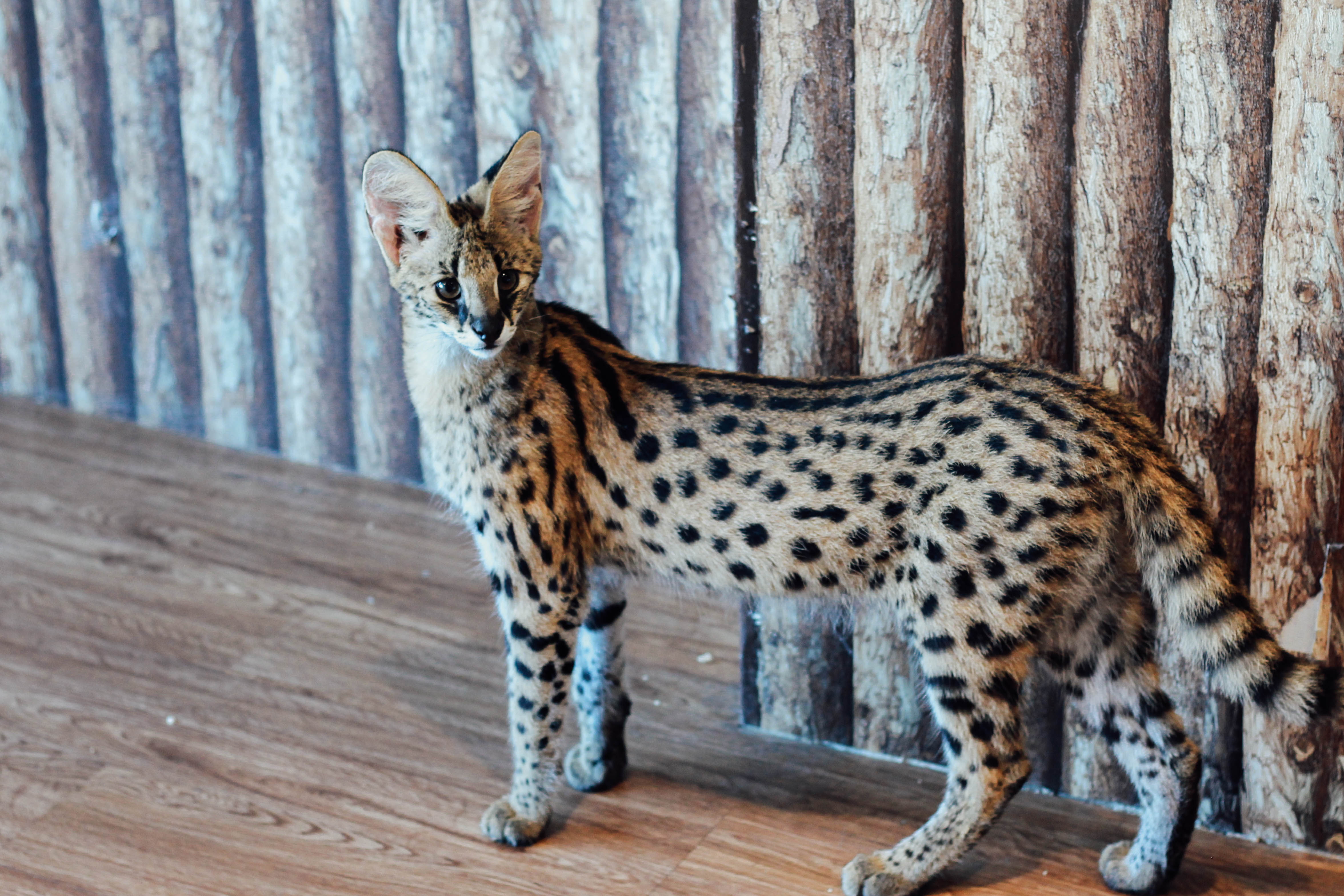 รีวิวร้าน The Animal Cafe คาเฟ่สัตว์ย่านพระราม 3