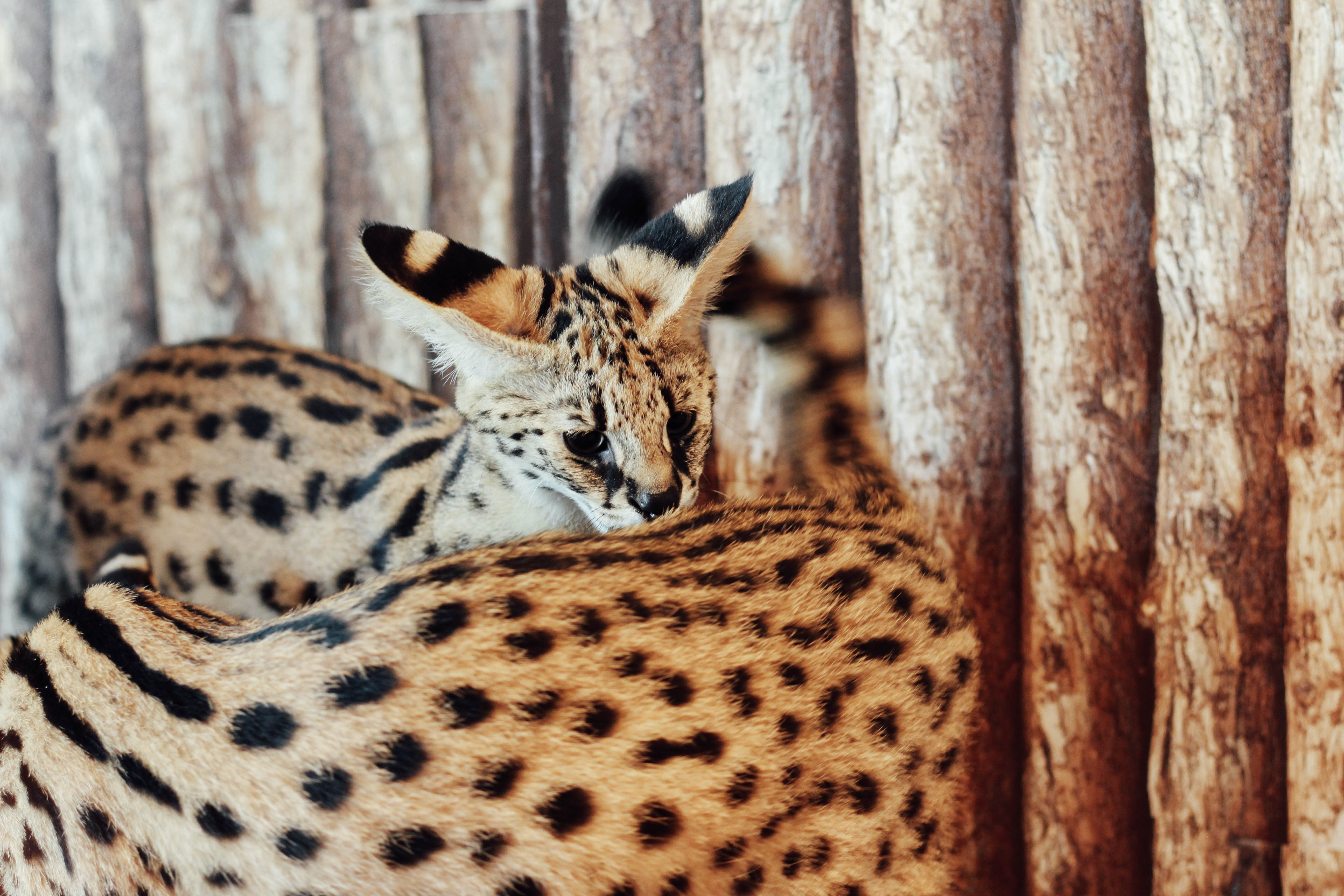 รีวิวร้าน The Animal Cafe คาเฟ่สัตว์ย่านพระราม 3