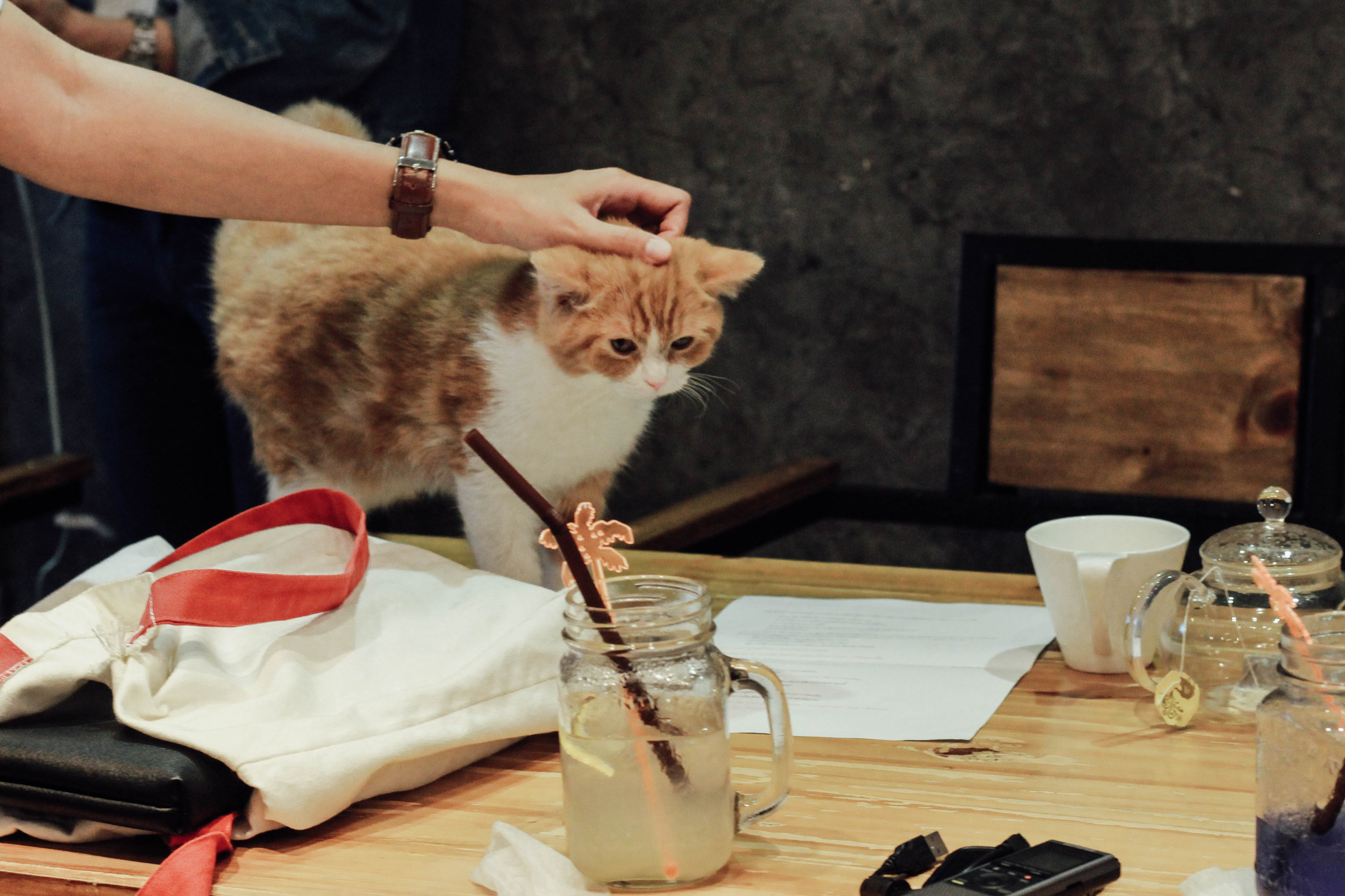 รีวิวร้าน The Animal Cafe คาเฟ่สัตว์ย่านพระราม 3