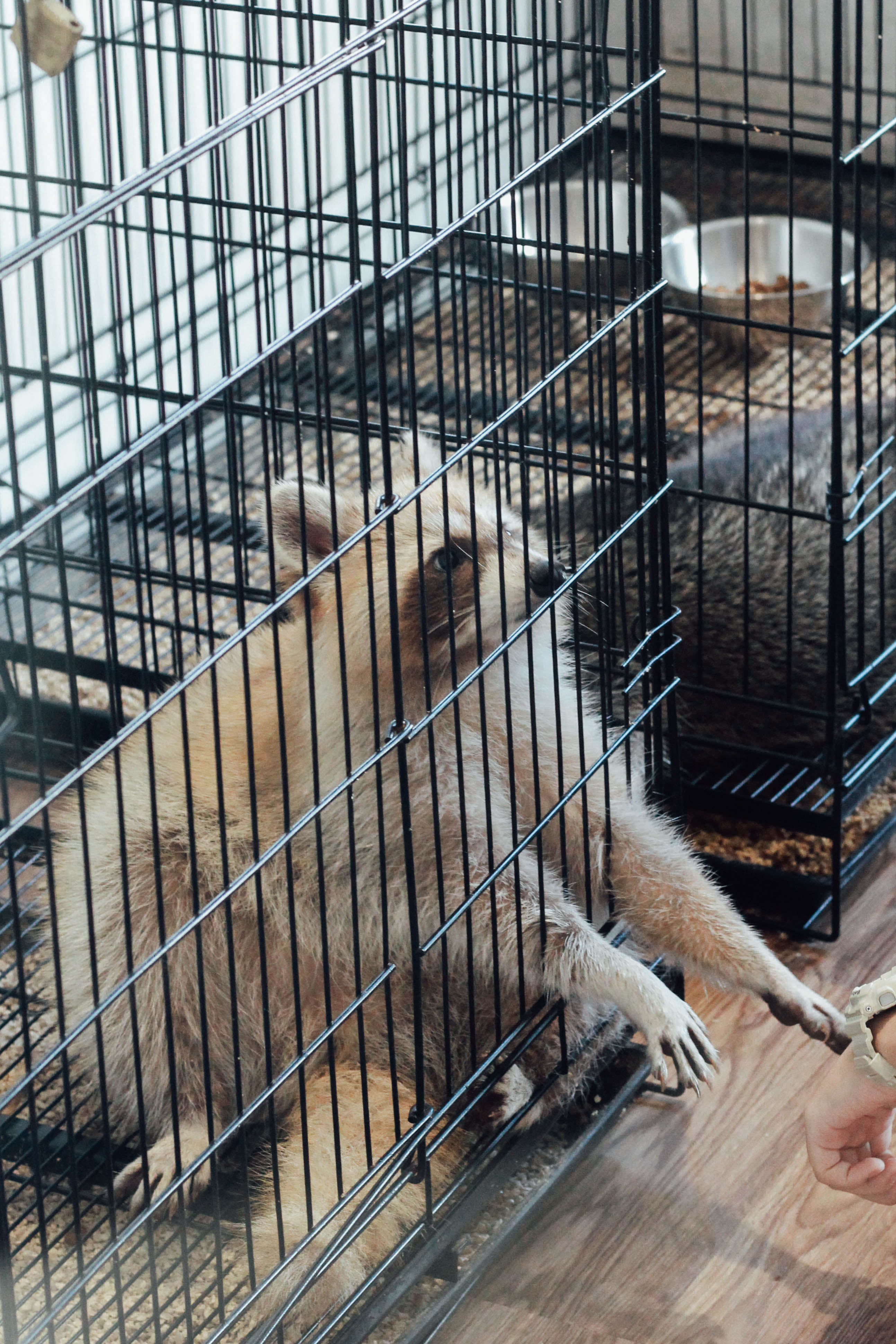 รีวิวร้าน The Animal Cafe คาเฟ่สัตว์ย่านพระราม 3