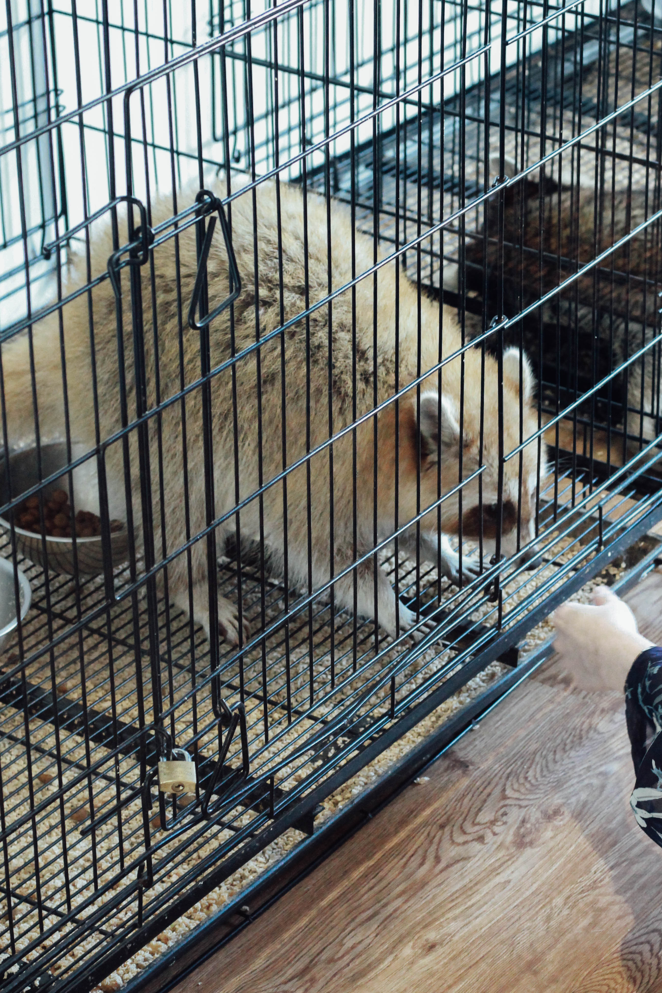 รีวิวร้าน The Animal Cafe คาเฟ่สัตว์ย่านพระราม 3