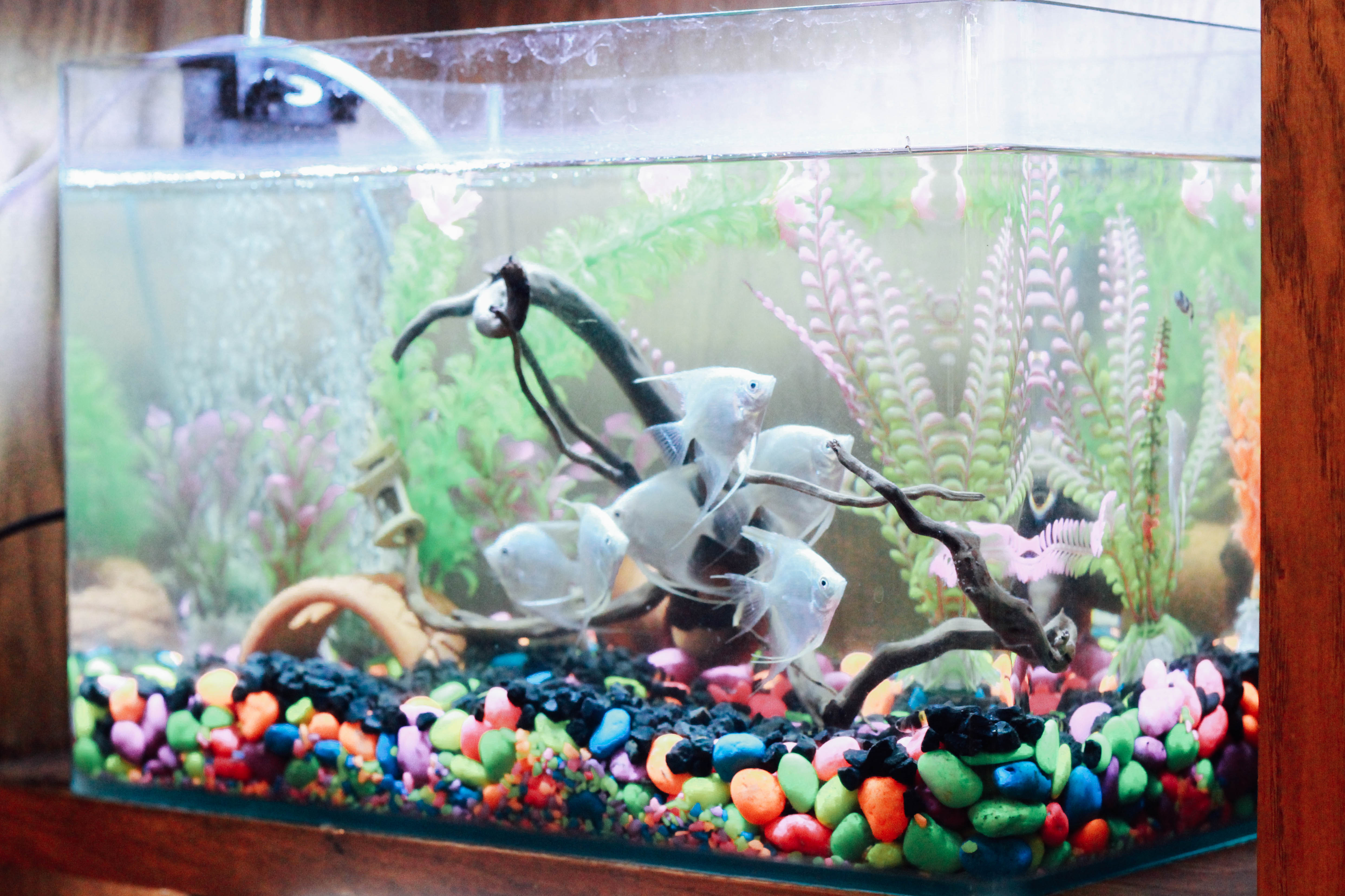รีวิวร้าน The Animal Cafe คาเฟ่สัตว์ย่านพระราม 3