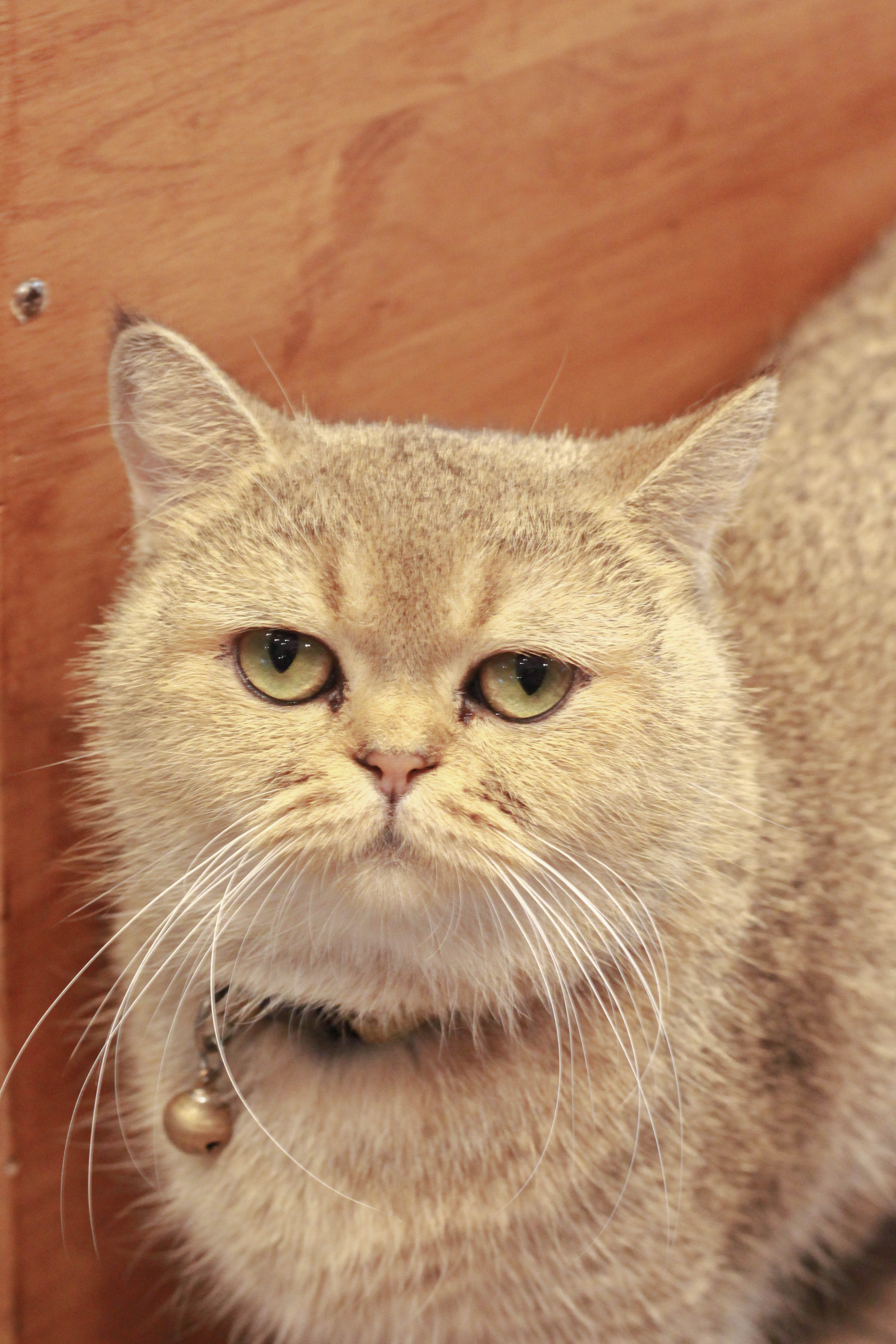 รีวิวร้าน The Animal Cafe คาเฟ่สัตว์ย่านพระราม 3
